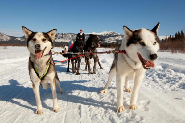 trineo de perro en canada auroas boreales Whitehorse (3)