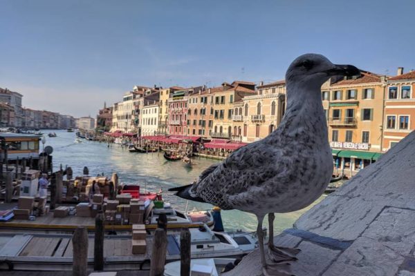 tour a europa otono italia venecia (6)
