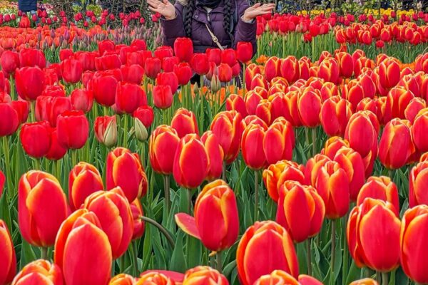 tour a amsterdam tulipanes tour a holanda para jovenes viaje a londes viaje a holanda para jovenes paquete a amsterdam para jovenes paquete a holanda con tulipanes (5)